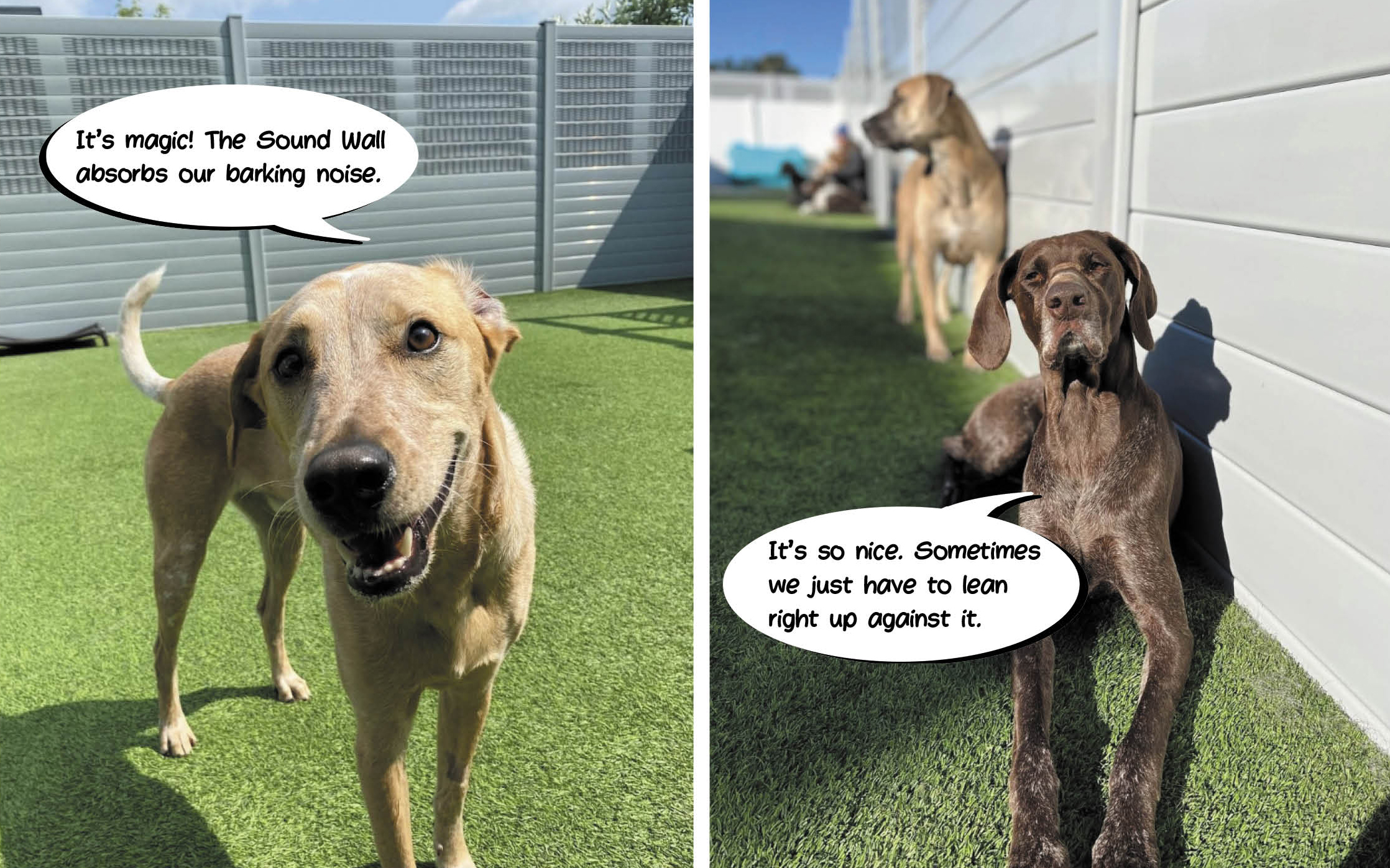 Dog standing near sound wall at daycare