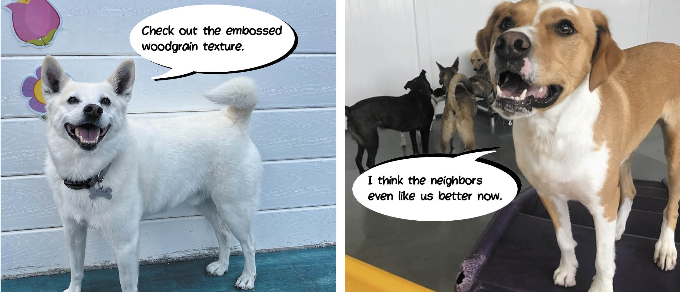 Dogs standing by sound wall at dog daycare