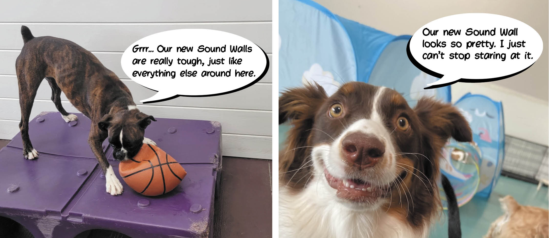 Dog playing with ball by sound wall and dog staring at dog daycare