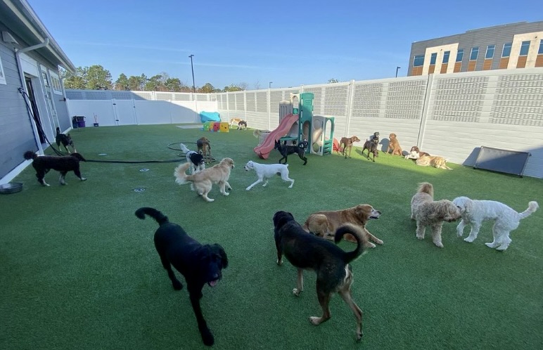 : Inside view of sound wall at dog daycare
