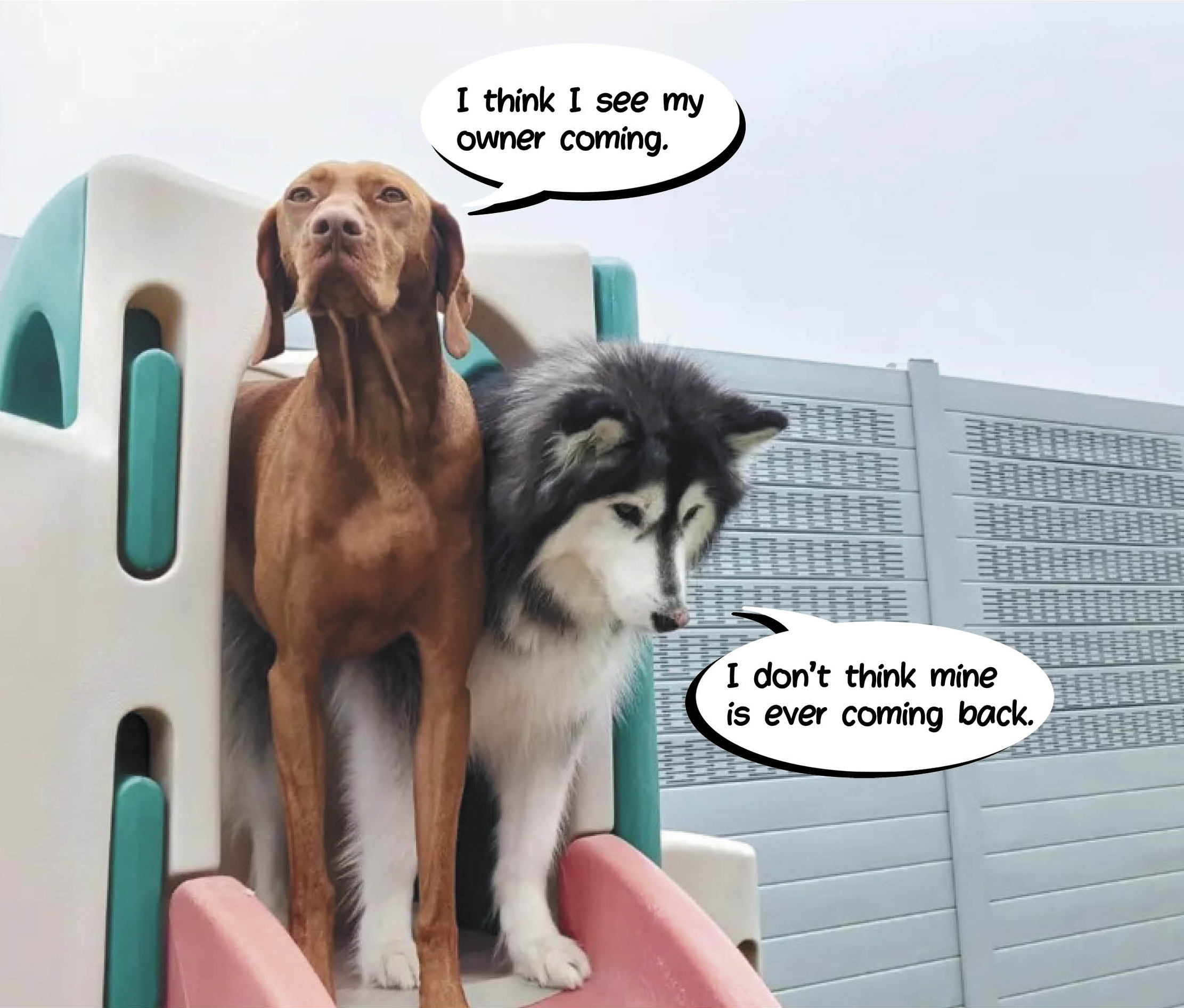 Two dogs on slide by sound wall at daycare 